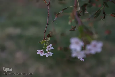 وقوع پديده گل انگيزي يا شكوفه زنی درختان ميوه در پاييز اهر