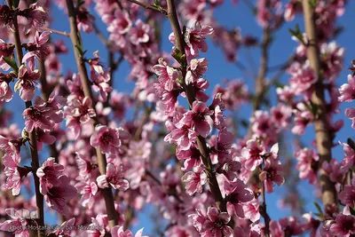 شکوفه های بهاری و طبیعت زیبای شهرستان اهر