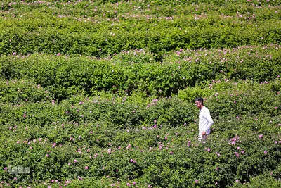 جشنواره گل محمدی در میمند فارس‎‎