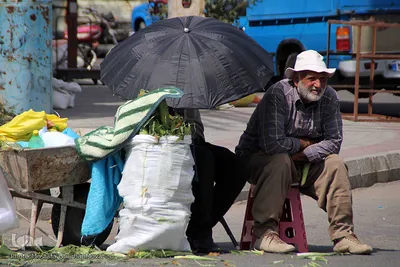 برداشت شیر بلال(ذرت) محصول بومی شهر اهر