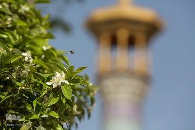 عطر خوش بهار نارنج شیراز