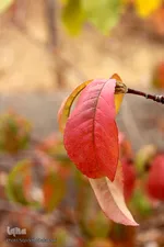 طبیعت پاییزی خراسان‌جنوبی