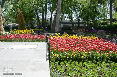 لاله های پارک ائل گلی تبریز