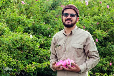 اینجا عطر گل محمدی صرف نیات خیر می‌شود