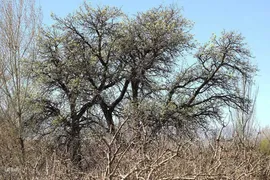 ریشه در خاک، سمبل مقاومت و ایستادگی