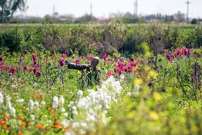 بهار در حمیدیه