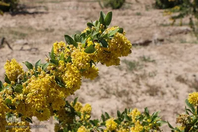 در انتظار دانه‌های طلایی زرشک