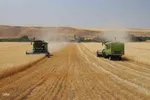 آیین شکرگزاری برداشت گندم در مراغه