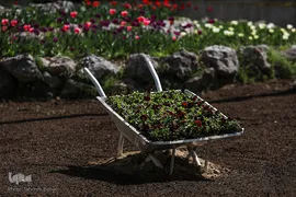 شکوفه های بهاری