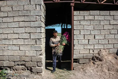 بهار در حمیدیه