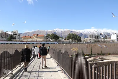 شیرازی ها میزبان مرغان دریایی‎‎