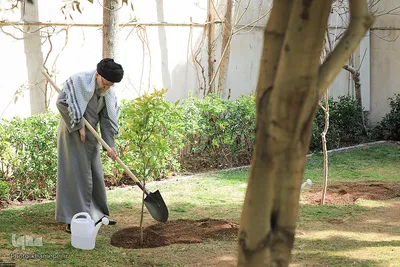 کاشت نهال در روز درختکاری