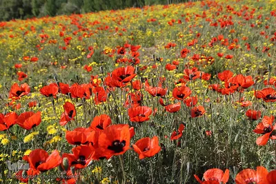 دشت شقایق های وحشی منطقه ارسباران