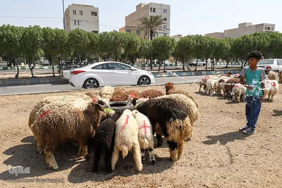 خرید و  فروش دام در روز عید قربان