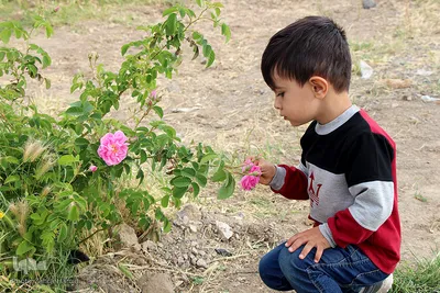 مزرعه فدک؛ موقوفه‌ای که عطر محمدی می‌گیرد