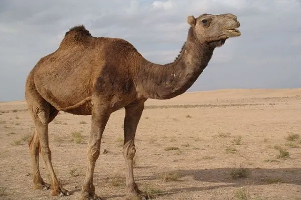 عربستان ورود دام از سایر کشورها به اراضی خود را ممنوع کرد