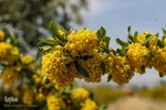 در انتظار دانه‌های طلایی زرشک