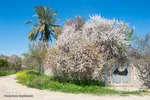 شکوفه‌های زردآلو در روستای منصوریه بهبهان