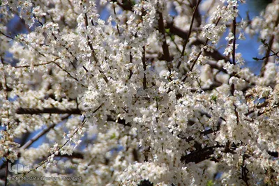 شکوفه های بهاری و طبیعت زیبای شهرستان اهر