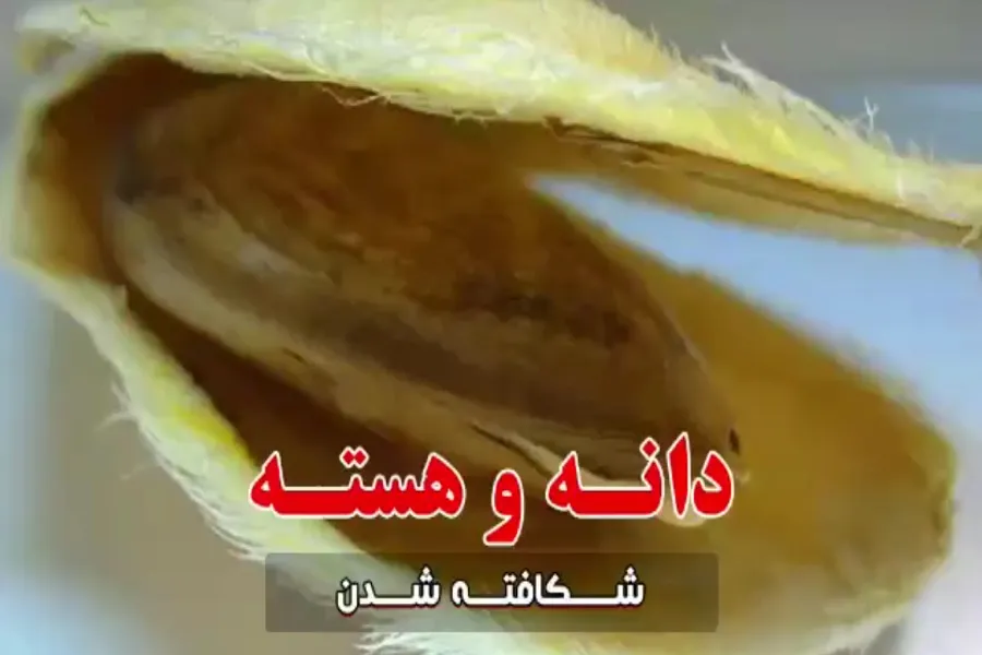 فیلم | روایتی از نمایانی اعمال انسان پس از مرگ