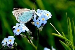 FOTO | Türkiyənin Qars vilayətinin gözəl kəpənəkləri