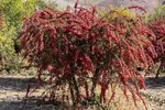 جشنواره ملی زرشک در خراسان جنوبی