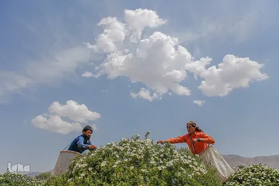 برداشت گل محمدی و گلابگیری سنتی در میمند فارس