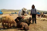 بازار گرمی گوشت قربانی در عید قربان – شهرستان اهر