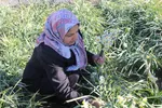 برداشت گل نرگس - خوسف
