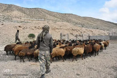 آیین سنتی «شیردوشان» – دیباج دامغان