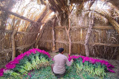 برداشت گل در حمیدیه