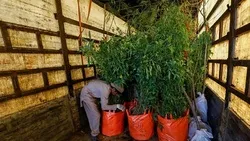 আরবাইনের জিয়ারতকারীদের কষ্ট লাঘবে অর্ধলক্ষ চারা পাঠালেন পাক শিল্পপতি
