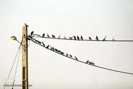 کمترین تحریری از یک زندگانی