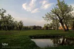 شکوفه های پیرترین درختان اهر
