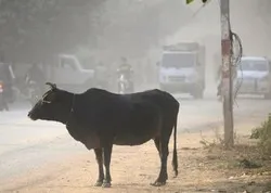 Inde: le lynchage d'un musulman convoyant des vaches fait scandale