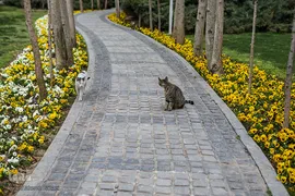 شکوفه های بهاری