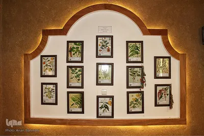 باغ موزه گیاهان دارویی و معطر زنجان