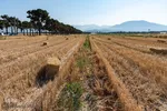 جشن شکرگزاری برداشت گندم‎