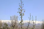 طبیعت بهاری شهرستان اهر