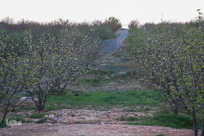 وقوع پديده گل انگيزي يا شكوفه زنی درختان ميوه در پاييز اهر