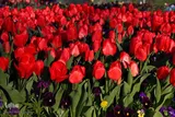 جشنواره گل‌های لاله در اراک