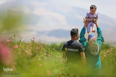 جشنواره گل محمدی در میمند فارس‎‎