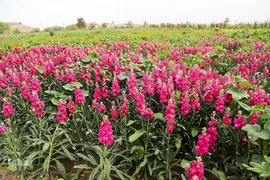 برداشت گل شب‌بو در حمیدیه