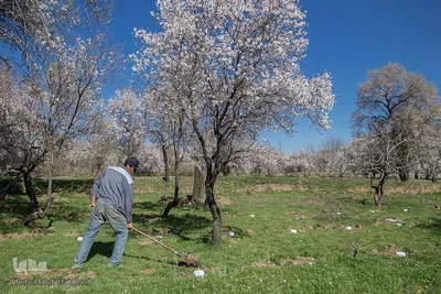 شکوفه‌های بهاری در باغستان سنتی قزوین