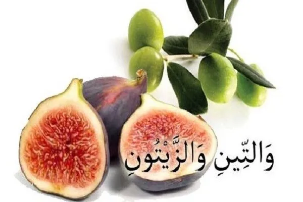 Allah'ın incire ve zeytine yemin etmesinin hikmeti