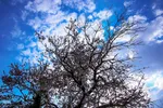 رویش شکوفه‌های زمستانی در شیراز