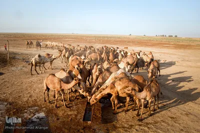 آبرسانی به روستاهای هویزه