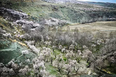 رستاخیز طبیعت در شهرستان سامان ‎
