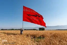 جشن شکرگزاری برداشت گندم‎