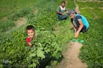 روستای شعیبیه محل کاشت گل‌هایی مانند آفتابگردان، شب بو، همیشه بهار و نرگس و همچین سبزیجات در استان خوزستان است.
